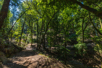Obraz premium Sunlight streams through vibrant green canopies along a peaceful dirt hiking path