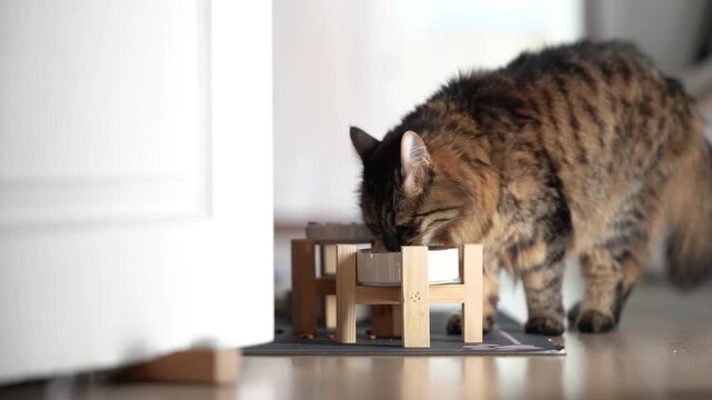Domestic Long Haired Cat Eating Food Indoors