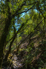 Fototapeta premium Sunlight filters through dense, mossy tree branches over ferns and rocks