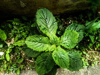 fresh mint leaves © Ujang Irana