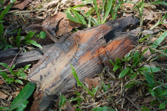 Close-up of red ants crawling on weathered wood amidst green grass and fallen leaves, capturing natural outdoor microstock scene with earthy textures and insect activity.