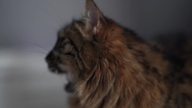 Cinematic Portrait of Long Haired Tabby Cat Indoors