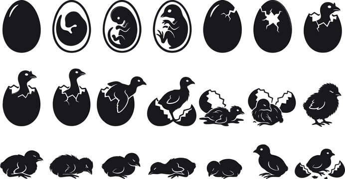 Poultry development stages featuring eggs and newly hatched chicks