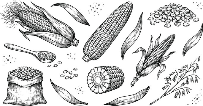 Vintage Hand Drawn Corn Vector Collection with Engraved Maize Cob Seeds Sack Spoon and Wheat Husk Elements for Organic Farm Product Packaging Designs