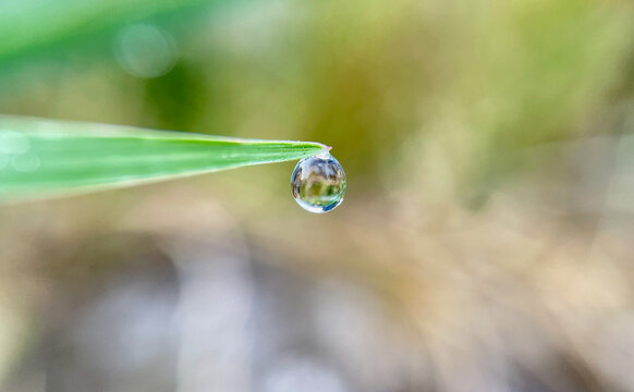 Morning Dew Droplet Hanging from a Green Grass Blade with Soft Natural Bokeh