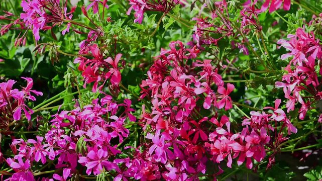 A vibrant display of pink geranium flowers 