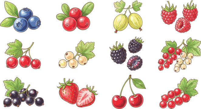 Fresh Organic Berry Vector Icon Set Featuring Strawberry Blueberry Raspberry Blackberry and Cherry Elements for Healthy Dessert Packaging and Culinary Menu Designs