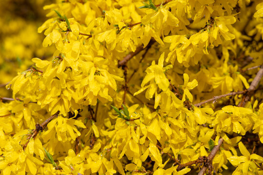 Dense forsythia blossoms glow yellow after rain, filling the frame with layered petals, woody branches, and fresh spring color.