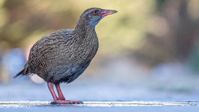 Gallirallus australis, Weka, Abel-Tasman-Nationalpark, Tasman, S&uuml;dinsel, Neuseeland, Flugunf&auml;higer Vogel in Seitenansicht auf Boden mit Sch&auml;rfentiefe