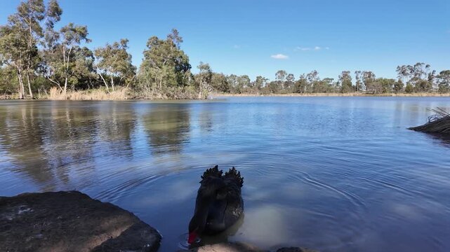 Black swan swimming on tranquil Darlingsford Lake,  Melton, Australia. Native wildlife habitat, beautiful parkland and natural waterway ecosystem in suburban Melbourne.
