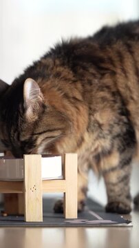 Vertical Fluffy Tabby Cat Eating From Elevated Feeder