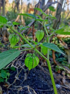 Cluster of unripe ground cherry fruits enclosed in green papery husks growing naturally on a Physalis plant in a tropical garden.