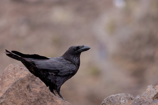 Common Raven (Corvus corax) sitting on a rock on the Roque de los Muchachos, the highest mountain on La Palma, Canary Islands, Spain.
