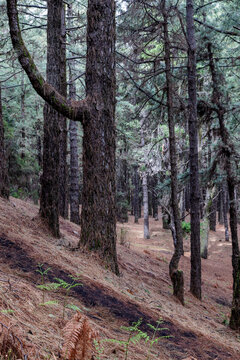 Pine forest on the hike Ruta de los Volcanos on La Palma, Canary Islands, Spain.