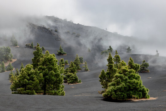 Landscape with green Canary Island Pines and black volcanic ashes near the volcano Tajogaite on La Palma, Canary Islands, Spain.