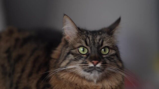 Alert Long Haired Cat Portrait With Shallow Depth of Field