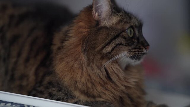 Fluffy House Cat Looking Sideways in Indoor Portrait
