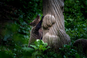 Bear climbing tree trunk in forest © Andreea