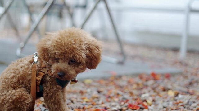 A cute brown toy poodle sitting outdoors on gravel in morning light. This close up daylight portrait uses selective focus, leaving great copy space beside a loyal canine best friend.