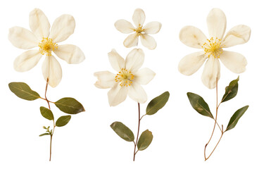 Naklejka premium PNG Delicate pressed white flowers arrangement on transparent background