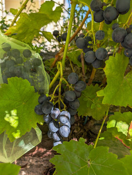 Weinstock, Wein, Weintrauben, Muskat Blue, Lecker, Bio 