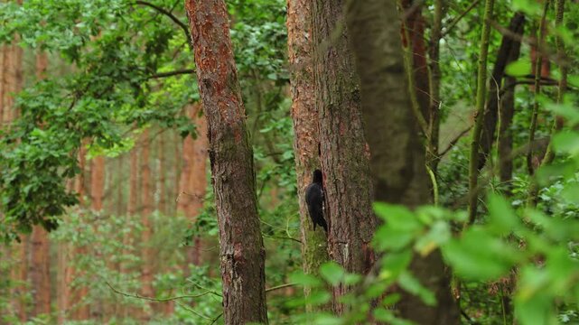 Woodpecker with red head patch foraging on a tree trunk in woodland