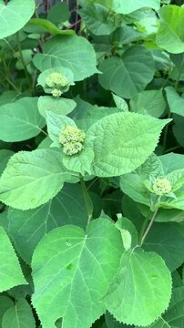 Close up of green hydrangea flower buds surrounded by lush foliage in natural light Botanical garden footage with soft focus ideal for nature gardening landscape and seasonal themes
