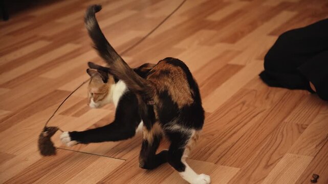 Woman playing with a short haired calico cat using a teaser toy at home. Everyday pet enrichment activity encouraging exercise, curiosity, and bonding