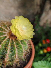 Kakteen, Kaktus, Blüte, gelb, Schön  © Sambucca Mai