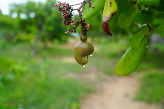 Ripe cashew nut hanging from tree branch with green leaves and pink flowers in natural outdoor setting, dew drops glistening on fruit, vibrant tropical agriculture scene.