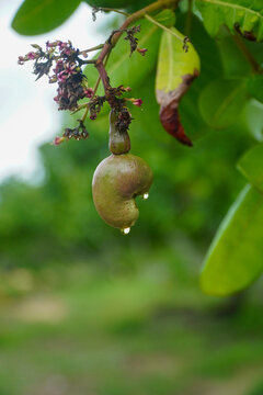 Close-up of a green cashew fruit hanging from tree branch with droplets, surrounded by leaves and flowers in natural outdoor setting, elegantly showcasing nut and tropical.
