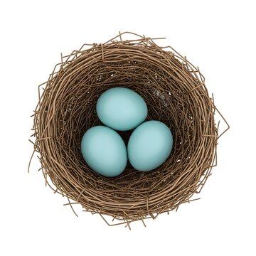 Birds nest with three blue eggs. Isolated bird nest containing robin eggs on white background.