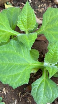 Pair of Young Yacon Plants with Green Leaves