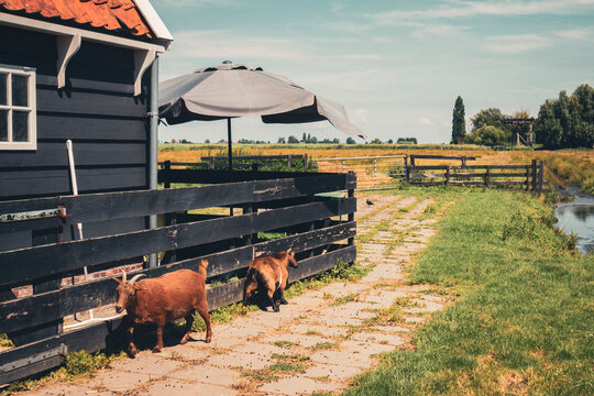 Animal em fazenda na Holanda