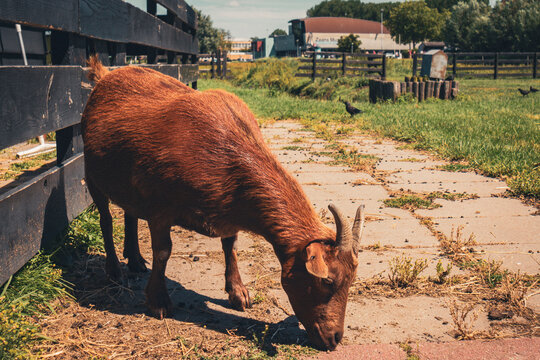 Animal em fazenda na Holanda