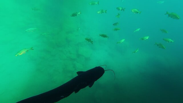 Large catfish swimming in a lake, underwater view
