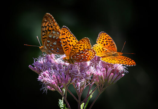 Aphrodite fritillary butterflies on Spotted Joe-pyeweed in Algonquin Park, Canada