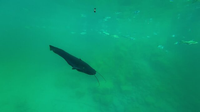 Large catfish swimming in a lake, underwater view