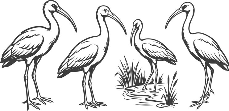 Hand Drawn Ibis Bird Collection Vector Illustration Set with Standing Wading Birds, Long Curved Beaks and Wetland Wildlife Poses.