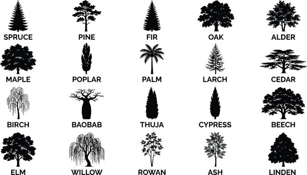 Assorted wood type tree silhouettes set containing labeled species for outdoor forestry park mapping and landscape architecture graphics