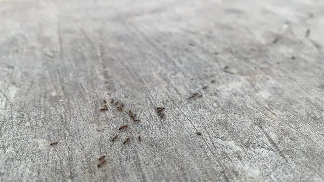 A high angle close up shot of a colony of small ants walking in a line across a weathered gray concrete floor surface outdoors during the day