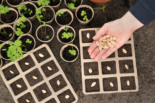 Woman sowing pumpkin seeds in peat pots in a garden, top view 