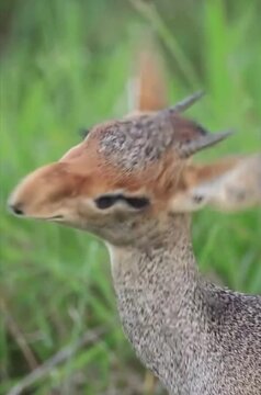 Kirk dik dik gorgeous beauty