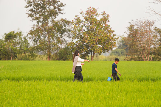 Happy Asian mother and son walking together in green rice field, rural family lifestyle in farm, peaceful parent and child outdoor activity, traditional countryside culture and simple life
