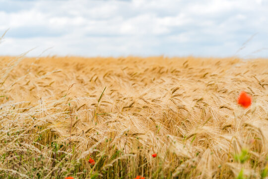 Ripe Barley Field with Poppies in Summer Landscape