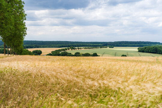 Summer Landscape in Central Germany with Field Forest and Tree Lined Road