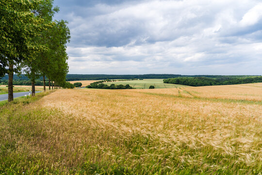 Wide Summer Countryside Landscape in Central Germany with Field Forest and Tree Lined Road