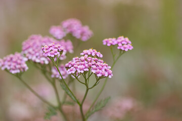 many blossoms and long stems, small petals, delicate flowers, pink color of small petals, pink splashes of color from the yarrow, from close small filigree petals, Achillea millefolium  © Rebecca