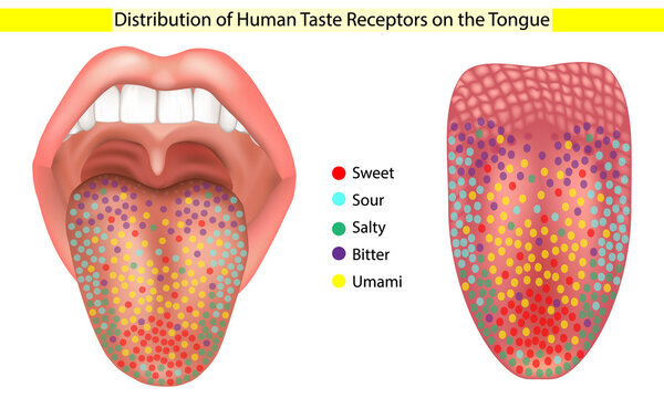 Distribution of Human Taste Receptors on the Tongue Medical Illustration. Taste Bud demonstrates that Receptors for sweet, sour, salty, bitter, and umami tastes