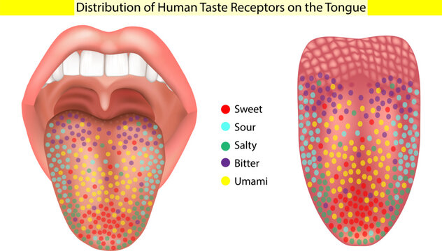 Distribution of Human Taste Receptors on the Tongue Medical Illustration. Taste Bud demonstrates that Receptors for sweet, sour, salty, bitter, and umami tastes